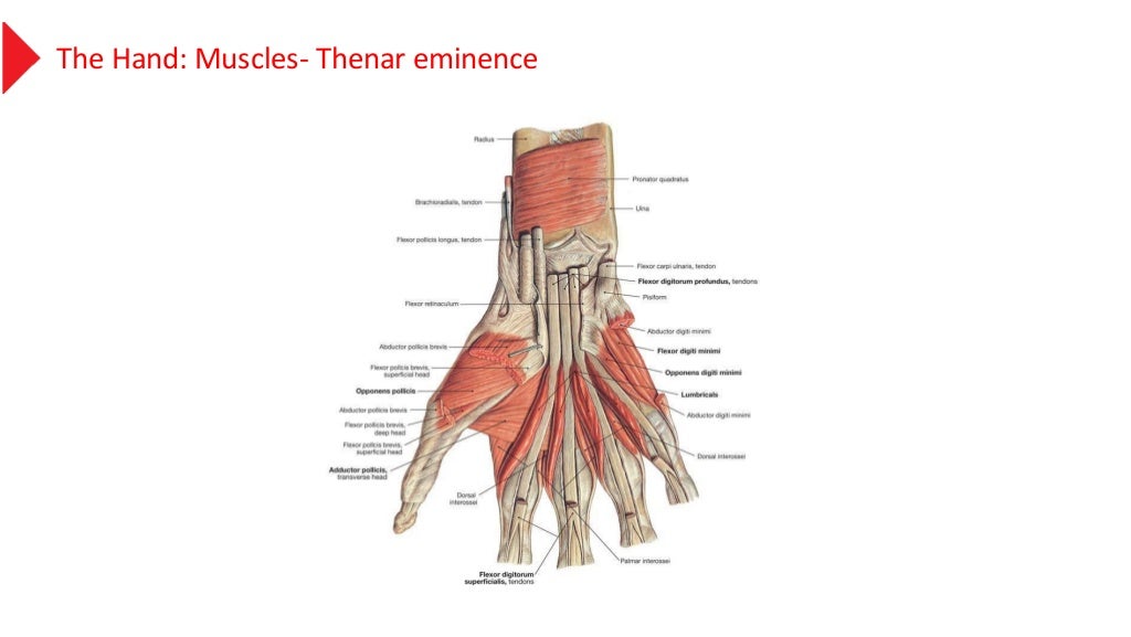 anatomy of the hand muscles