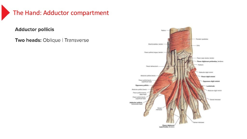 anatomy of the hand muscles