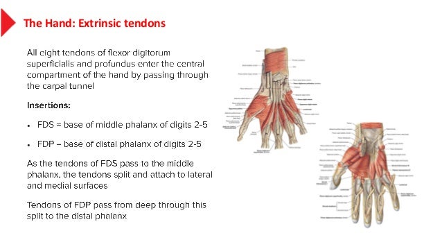 anatomy of the hand muscles
