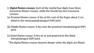 Comprehensive Anatomical Overview of the Wrist and Hand Structures | PPTX