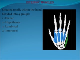 Intrinsic muscles Situated totally within the hand.  Divided into 4 groups: 1 -Thenar 2- Hypothenar 3- Lumbrical  4- Interossei 