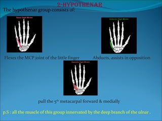 2-Hypothenar The hypothenar group consists of: Flexes the MCP joint of the little finger  Abducts, assists in opposition pull the 5 th  metacarpal forward & medially  p.S : all the muscle of this group innervated by the deep branch of the ulnar . 