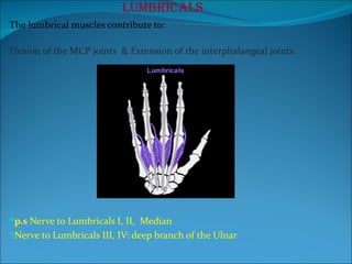 Lumbricals The lumbrical muscles contribute to: Flexion of the MCP joints  & Extension of the interphalangeal joints.  p.s  Nerve to Lumbricals I, II,  Median Nerve to Lumbricals III, IV: deep branch of the Ulnar 