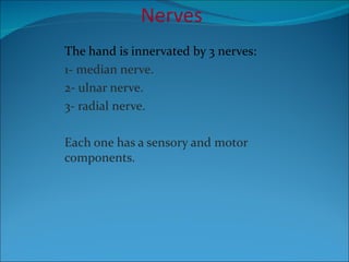 Nerves The hand is innervated by 3 nerves:  1- median nerve.  2- ulnar nerve. 3- radial nerve. Each one has a sensory and motor components. 
