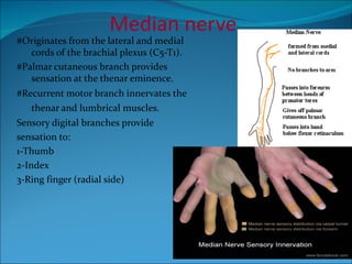 Median nerve #Originates from the lateral and medial cords of the brachial plexus (C5-T1). #Palmar cutaneous branch provides sensation at the thenar eminence.  #Recurrent motor branch innervates the thenar and lumbrical muscles.   Sensory digital branches provide sensation to: 1-Thumb 2-Index 3-Ring finger (radial side) 