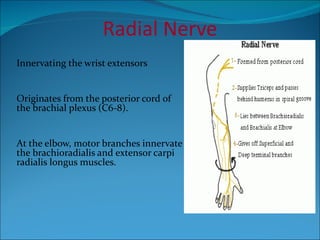Radial Nerve Innervating the wrist extensors Originates from the posterior cord of the brachial plexus (C6-8). At the elbow, motor branches innervate the brachioradialis and extensor carpi radialis longus muscles.   