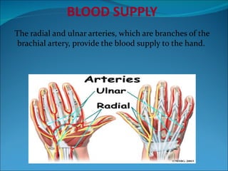 BLOOD SUPPLY The radial and ulnar arteries, which are branches of the brachial artery, provide the blood supply to the hand.  