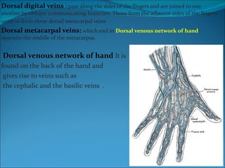 Dorsal digital veins  :  pass along the sides of the fingers and are joined to one another by oblique communicating branches. Those from the adjacent sides of the fingers unite to form three   dorsal metacarpal veins  Dorsal metacarpal veins:  which end in  Dorsal venous network of hand  opposite the middle of the metacarpus.  Dorsal venous network of hand  It is  found on the back of the hand and gives rise to veins such as the cephalic and the basilic veins  . 