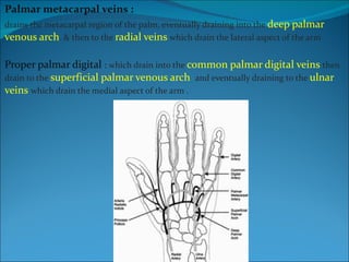 Palmar metacarpal veins :  drains the metacarpal region of the palm, eventually draining into the  deep palmar venous arch . & then to the  radial veins  which drain the lateral aspect of the arm  Proper palmar digital  :  which drain into the  common palmar digital veins  then drain to the  superficial palmar venous arch  and eventually draining to the  ulnar veins   which drain the medial aspect of the arm .  