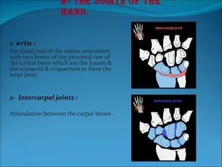 B- The joints of the hand. 1- wrist : the distal end of the radius articulates with two bones of the proximal raw of the carbal bone which are the lunate & the scaopoid & triquetrum to form the wrist joint  2-  Intercarpal joints :  Articulation between the carpal bones . 