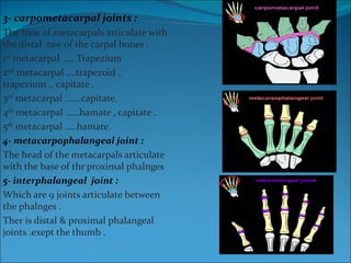 3- carpometacarpal joints :  The base of metacarpals articulate with the distal  raw of the carpal bones . 1 st  metacarpal ….. Trapezium 2 nd  metacarpal ….trapezoid , trapezium ., capitate . 3 rd  metacarpal …….capitate. 4 th  metacarpal ……hamate , capitate . 5 th  metacarpal …..hamate. 4- metacarpophalangeal joint : The head of the metacarpals articulate with the base of thr proximal phalnges  5- interphalangeal  joint : Which are 9 joints articulate between the phalnges . Ther is distal & proximal phalangeal joints .exept the thumb . 