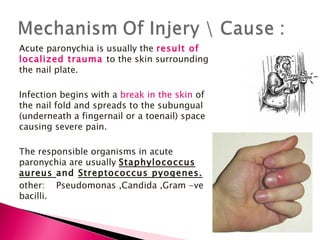 Acute paronychia is usually the  result of localized trauma  to the skin surrounding the nail plate. Infection begins with a  break in the skin  of the nail fold and spreads to the subungual (underneath a fingernail or a toenail) space causing severe pain. The responsible organisms in acute paronychia are usually  Staphylococcus aureus  and  Streptococcus pyogenes. other:    Pseudomonas ,Candida ,Gram -ve bacilli. 