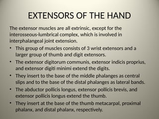 Digit Extensor Complex THE HAND PRESENTATION for master students | PPTX