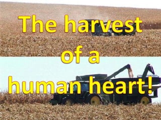The harvest  of a  human heart! 