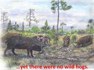 … yet there were no wild hogs. 