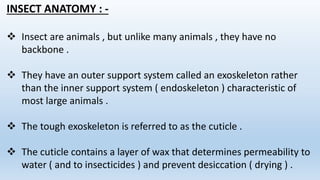 The Insect Head | PPTX