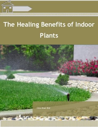 The Healing Benefits of Indoor
Plants
Citro West End
 