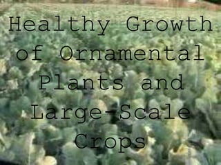 Healthy Growth
 of Ornamental
   Plants and
  Large-Scale
     Crops
 