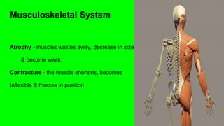 Musculoskeletal System
Atrophy - muscles wastes away, decrease in size
& become weak
Contracture - the muscle shortens, becomes
Inflexible & freezes in position
 