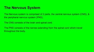 The Nervous System
The Nervous system is comprised of 2 parts, the central nervous system (CNS), &
the peripheral nervous system (PNS).
The CNS consists of the brain and spinal cord.
The PNS consists of the nerves extending from the spinal cord which travel
throughout the body.
 