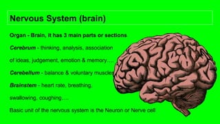 Nervous System (brain)
Organ - Brain, it has 3 main parts or sections
Cerebrum - thinking, analysis, association
of ideas, judgement, emotion & memory….
Cerebellum - balance & voluntary muscles
Brainstem - heart rate, breathing,
swallowing, coughing….
Basic unit of the nervous system is the Neuron or Nerve cell
 
