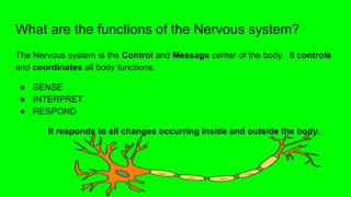 What are the functions of the Nervous system?
The Nervous system is the Control and Message center of the body. It controls
and coordinates all body functions.
● SENSE
● INTERPRET
● RESPOND
It responds to all changes occurring inside and outside the body.
 