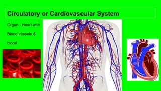 Circulatory or Cardiovascular System
Organ - Heart with
Blood vessels &
blood
 