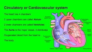 Circulatory or Cardiovascular system
The heart has 4 chambers
2 upper chambers are called Atrium
2 lower chambers are called Ventricles
The Aorta is the major vessel, it distributes
Oxygenated blood from the heart to
The body.
 