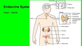 Endocrine System
Organ - Glands
 