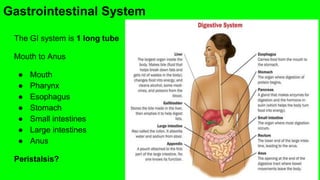 Gastrointestinal System
The GI system is 1 long tube
Mouth to Anus
● Mouth
● Pharynx
● Esophagus
● Stomach
● Small intestines
● Large intestines
● Anus
Peristalsis?
 