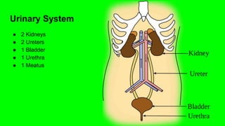 Urinary System
● 2 Kidneys
● 2 Ureters
● 1 Bladder
● 1 Urethra
● 1 Meatus
 