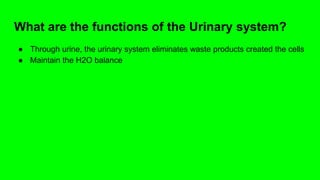 What are the functions of the Urinary system?
● Through urine, the urinary system eliminates waste products created the cells
● Maintain the H2O balance
 