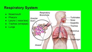 Respiratory System
● Nose/mouth
● Pharynx
● Larynx ( voice box)
● Trachea (windpipe)
● Lungs
 