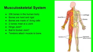 Musculoskeletal System
● 206 bones in the human body
● Bones are hard and rigid
● Bones are made of living cells
● 2 bones meet at a Joint
● Hinge Joint?
● Ball & Socket Joint?
● Tendons attach muscle to bone.
 