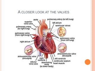 There is a valve between the pulmonary artery and the right ventricle-pulmonary semilunar valve