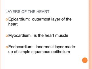   In left atrium blood is pushed into the left ventricle through the bicuspid valve.A closer look at the valves