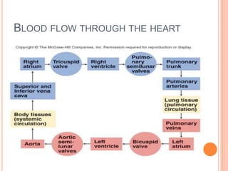 LAYERS OF THE HEARTEpicardium:  outermost layer of the heartMyocardium:  is the heart muscleEndocardium:  innermost layer made up of simple squamous epithelium