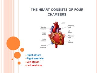 Right ventricle
