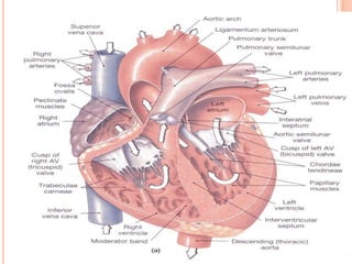 Left ventricle       Looks like a lot to learn. 