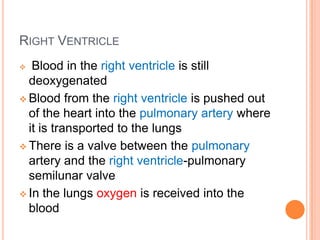 Right atriumThe right atrium receives blood from the Superior and Inferior Vena Cava, this is deoxygenated bloodThe blood flows from there into the right ventriclethrough the tricuspid valve.  Valves are important--they keep blood from flowing back into the heart