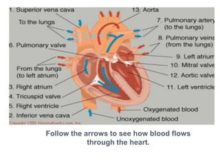 Right VentricleBlood in the right ventricle is still deoxygenated
