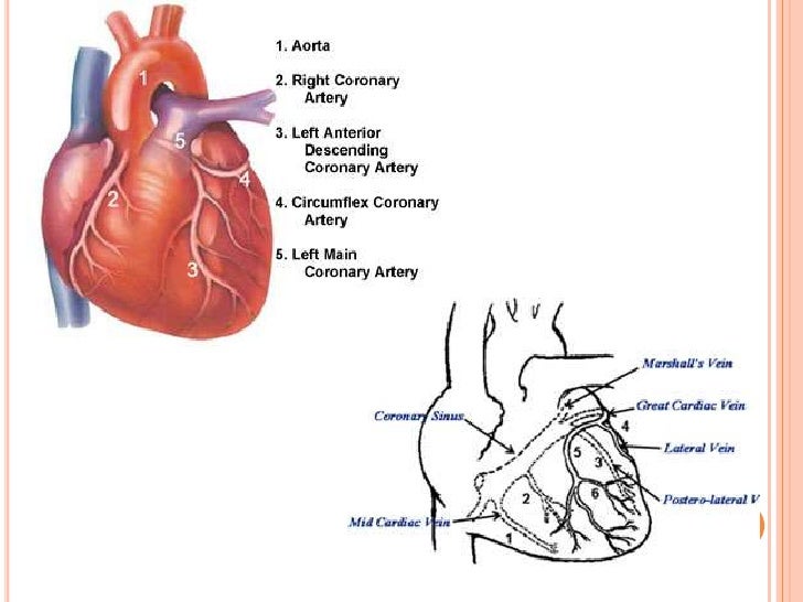 The heart