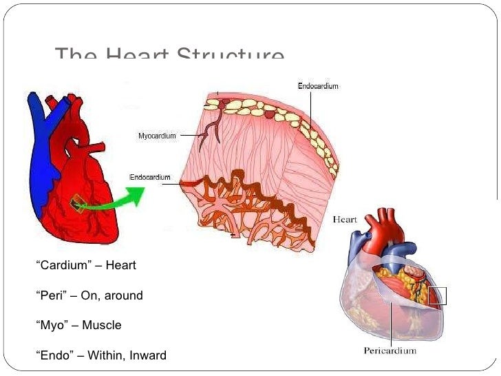 The heart