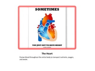 The Heart
Pumps blood throughout the entire body to transport nutrients, oxygen,
and waste.
 