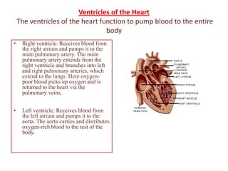 The heart | PPTX
