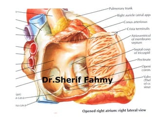 The Heart (Anatomy of the Thorax) | PPS
