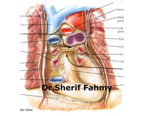 The Heart (Anatomy of the Thorax) | PPS