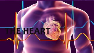 THE HEART
THE HEART
 