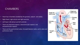 CHAMBERS
• Heart has 4 chambers divided by the grooves, septum and valves.
• Right Heart: right atrium and right ventricle
• Left Heart: left atrium and left ventricle
• There are interatrial septum, interventricular septum, and
atrioventricular septum.
• There are bicuspid (mitral) valve, tricuspid (bazian) valve, aortic valve and
pulmonary valve.
 