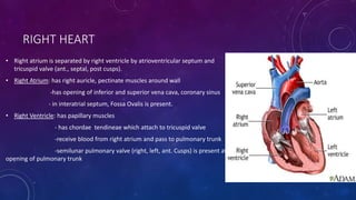 RIGHT HEART
• Right atrium is separated by right ventricle by atrioventricular septum and
tricuspid valve (ant., septal, post cusps).
• Right Atrium: has right auricle, pectinate muscles around wall
-has opening of inferior and superior vena cava, coronary sinus
- in interatrial septum, Fossa Ovalis is present.
• Right Ventricle: has papillary muscles
- has chordae tendineae which attach to tricuspid valve
-receive blood from right atrium and pass to pulmonary trunk
-semilunar pulmonary valve (right, left, ant. Cusps) is present at
opening of pulmonary trunk
 